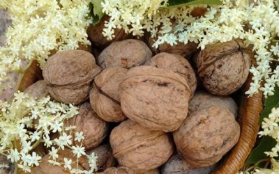 Risotto al profumo di fiori di sambuco e noci